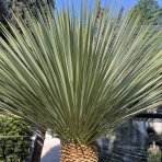 Juka (Yucca Rostrata) - výška 60-80 cm, výška kmeňa 20-30 cm, kont. C35L (-22°C)
